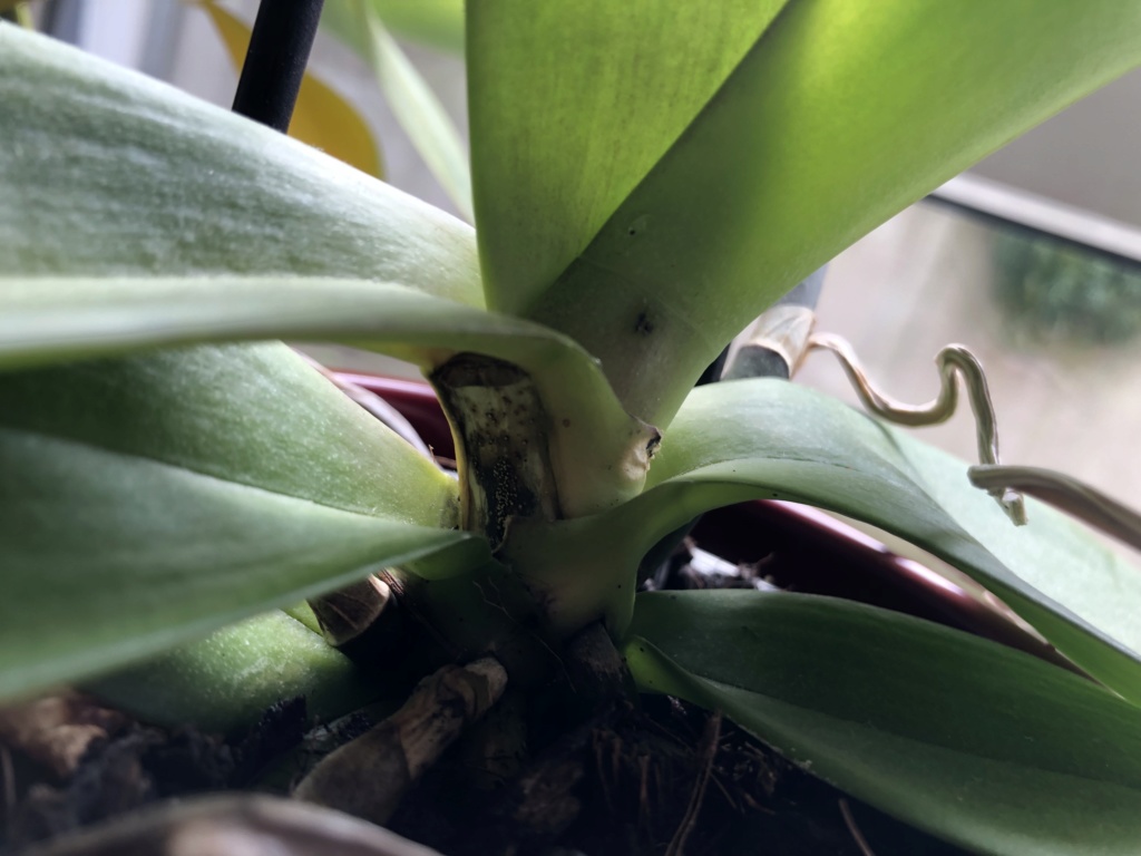 Was ist das an meiner Phalaenopsis? D00d9b10