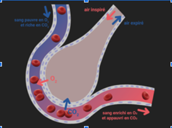 Système tampon de l'hémoglobine