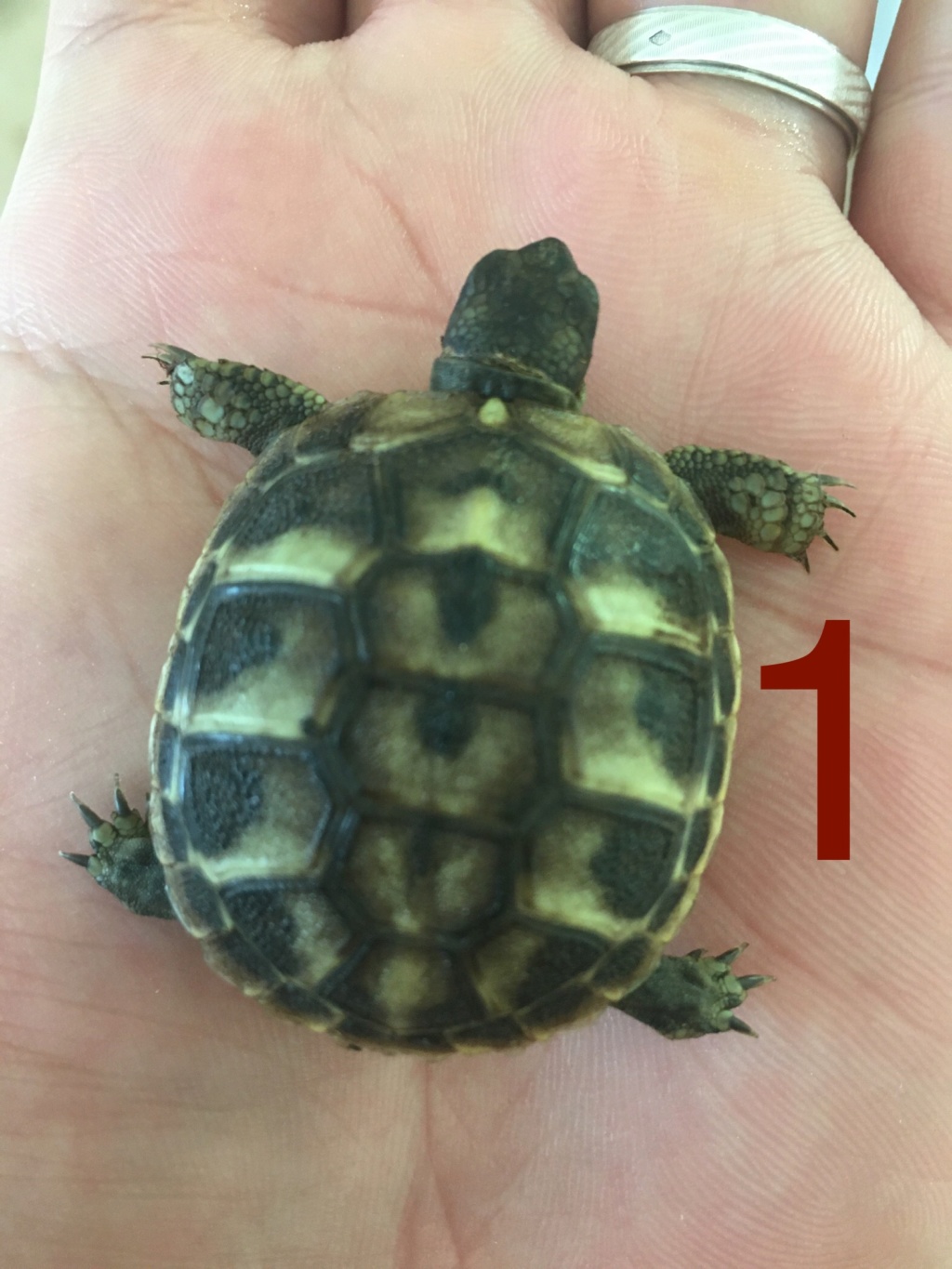 Bonjour identification tortues terrestres Img_9412