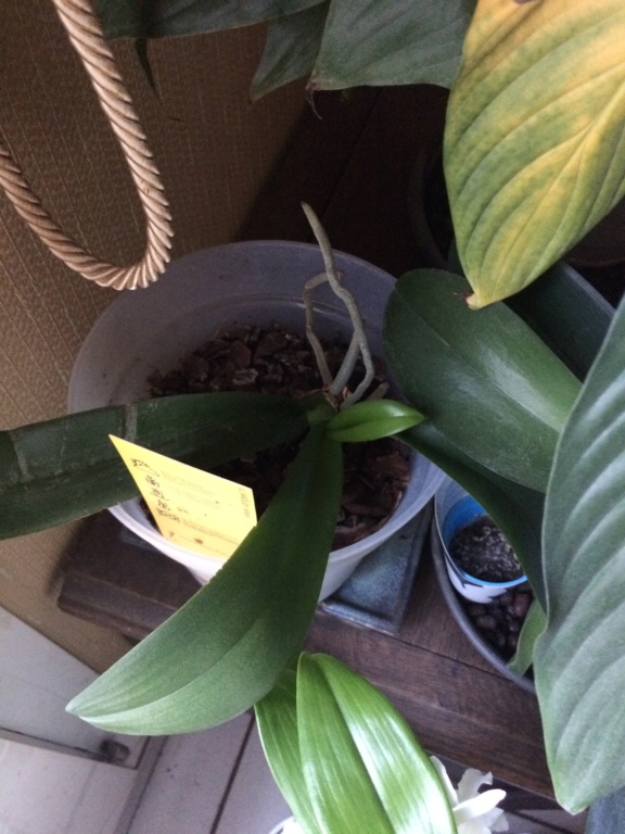 Phalaenopsis ne fait pas de hampe florale 1b492f10
