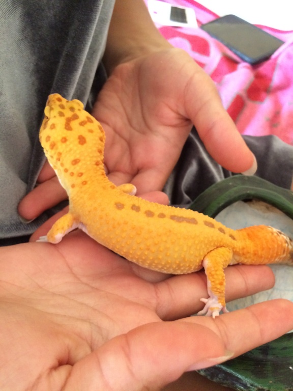 Gecko léopard  2cbd9b10