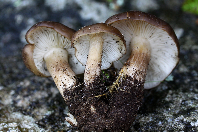 Champignons à identifier Champi10