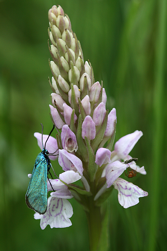 [Adscita statices et Arctia villica] Zygène ou Procris, sur Dactylorhiza maculata Dactyl10