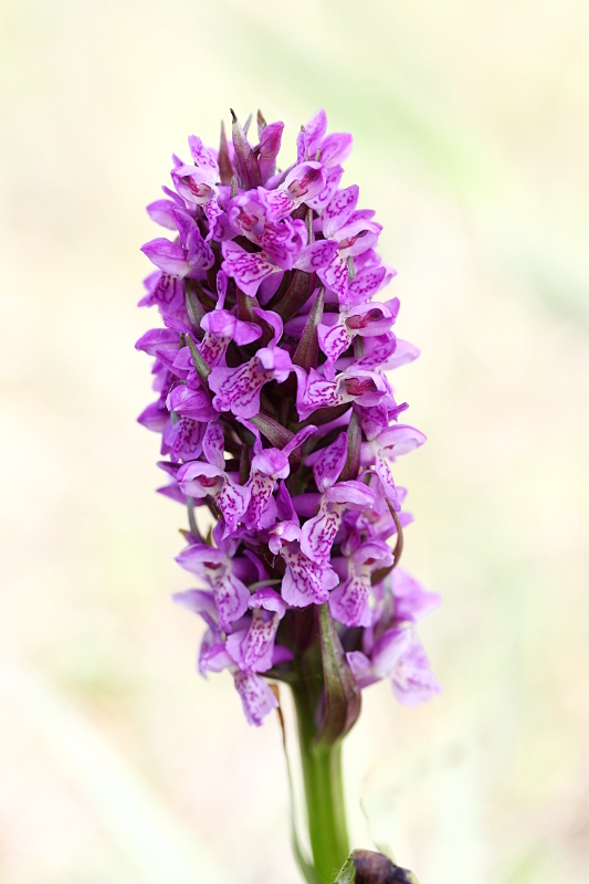 Dactylorhiza suite : incarnata + praetermissa Dactyl13