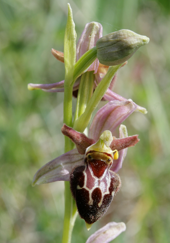Ophrys Hybrid10