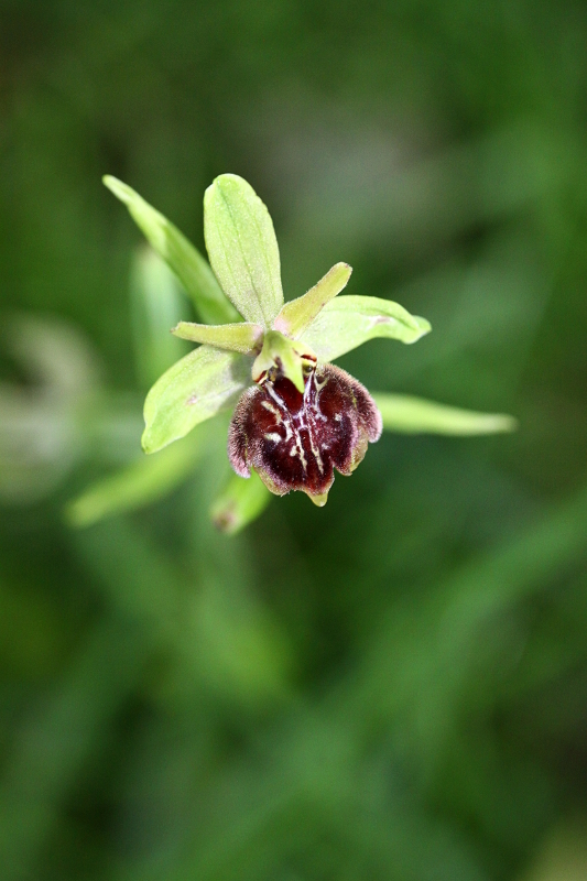 Ophrys Ophrys10
