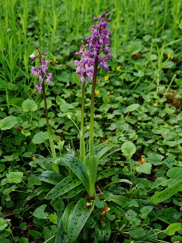 Orchis mâle Orchis12