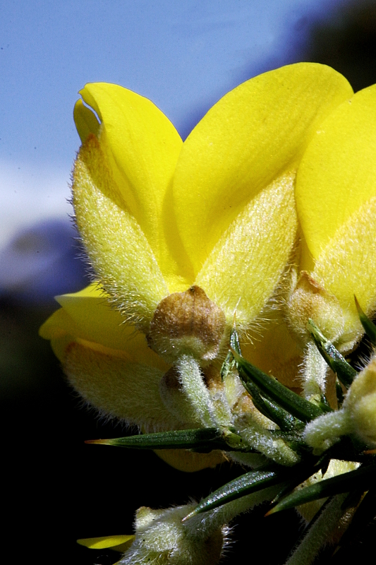 [Ulex europaeus] Quel ajonc à l'étang de Joreau ? Ulex_l12