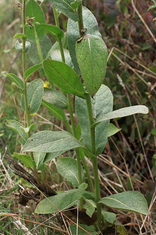 [Verbascum pulverulentum] + Verbascum phlomoides et densiflorum Verbas17