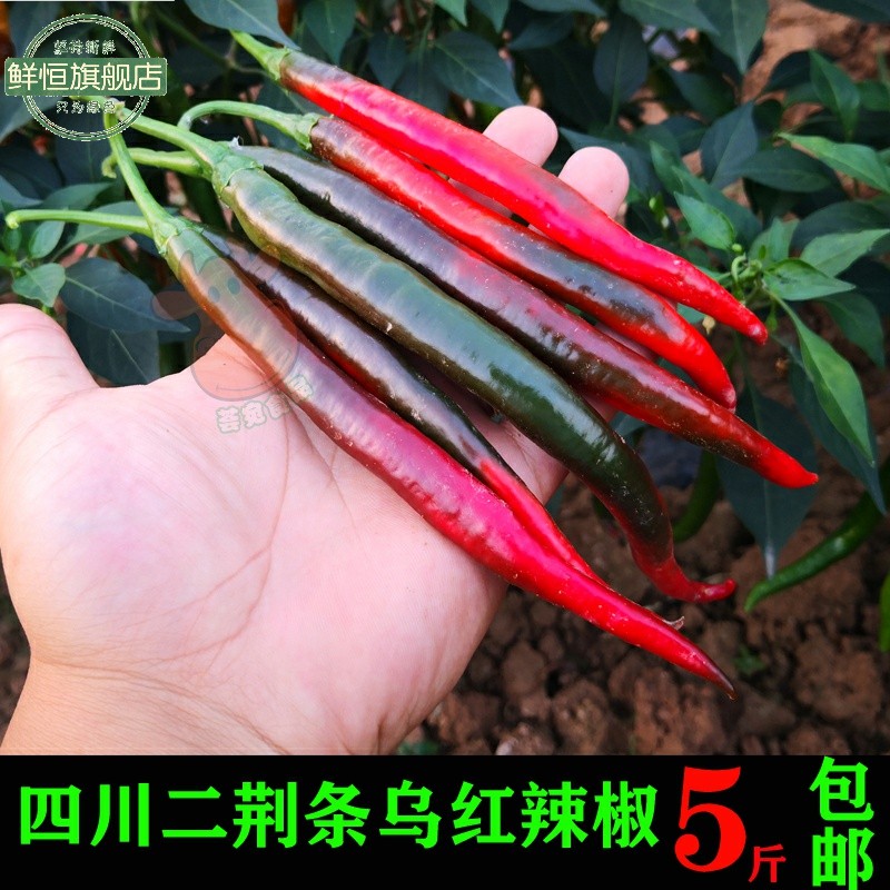 Looking for an exotic pepper Erjing15