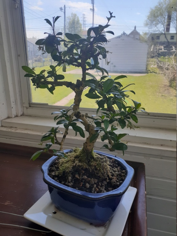 My first bonsai, now what do I do styling and care wise?? It's a fukien tea... 15885310