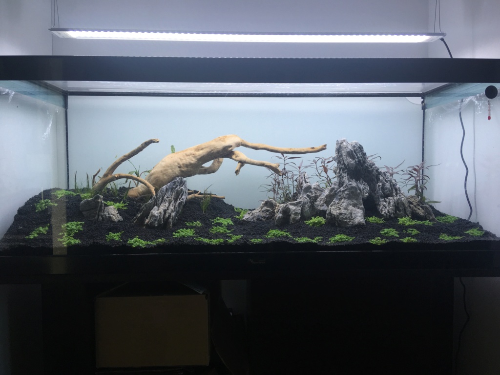 Aquarium amazonien 150L en DSM Image010