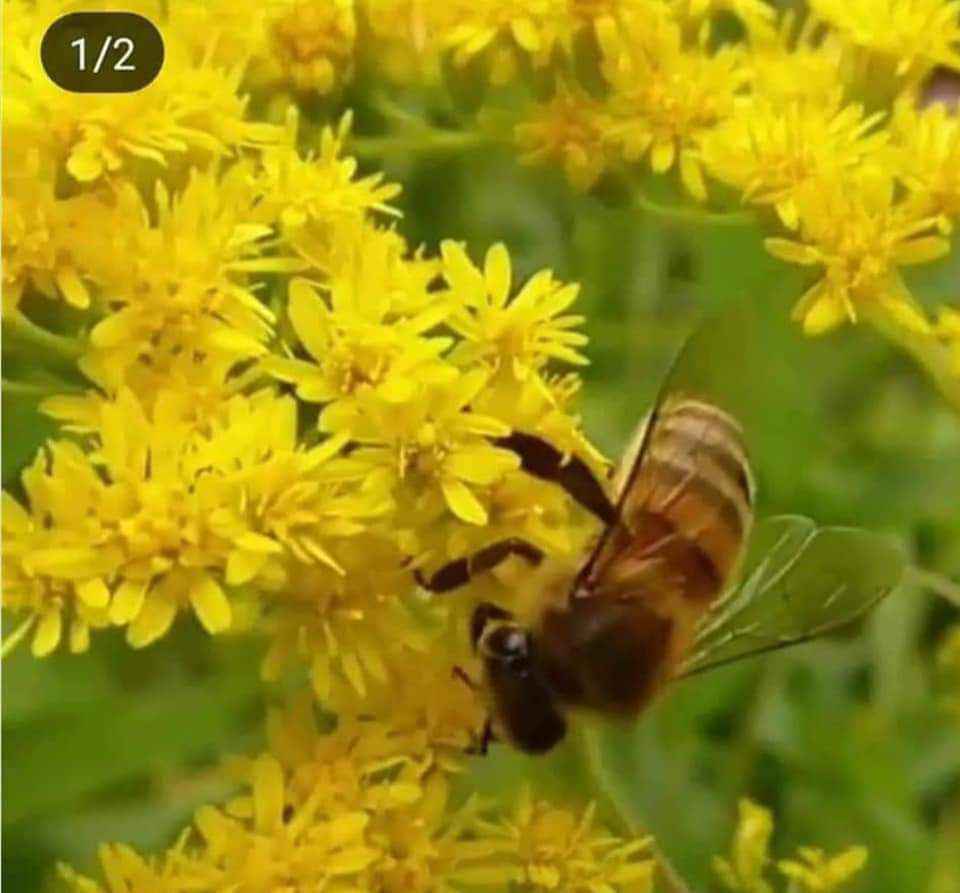 متوفر عسل النحل الربيعي الطبيعي سعر كيلو العسل الطبيعي 50 شيكل فقط 19100510