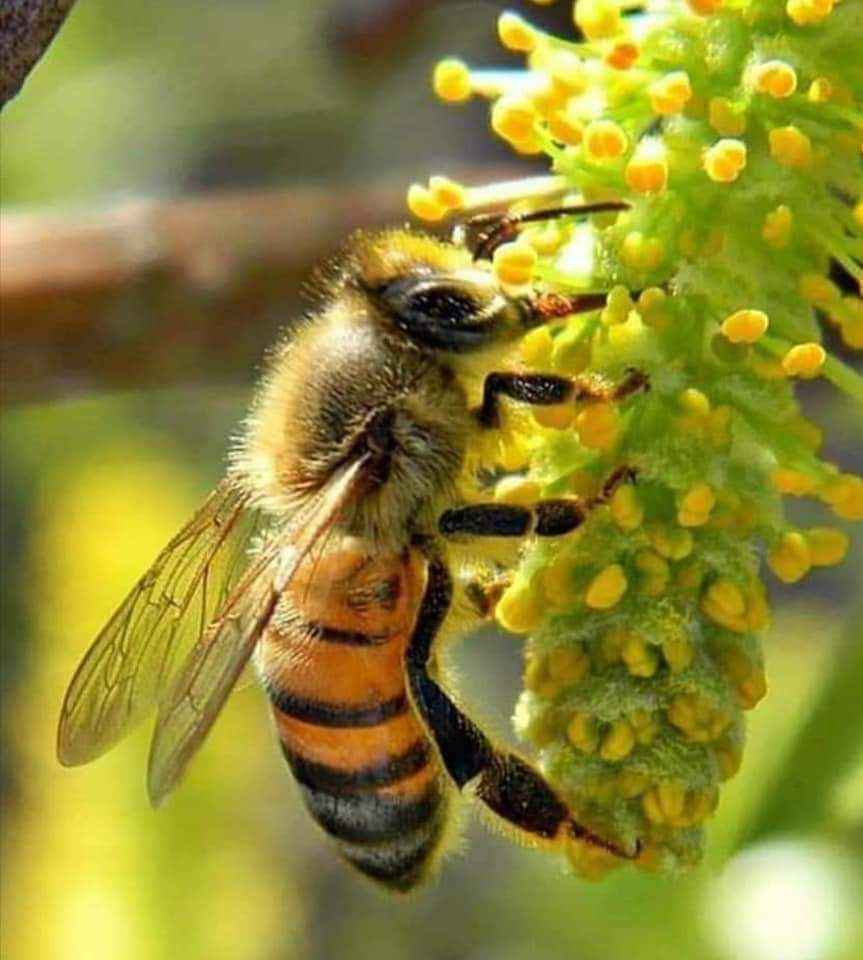 متوفر عسل النحل الربيعي الطبيعي سعر كيلو العسل الطبيعي 50 شيكل فقط 19113710