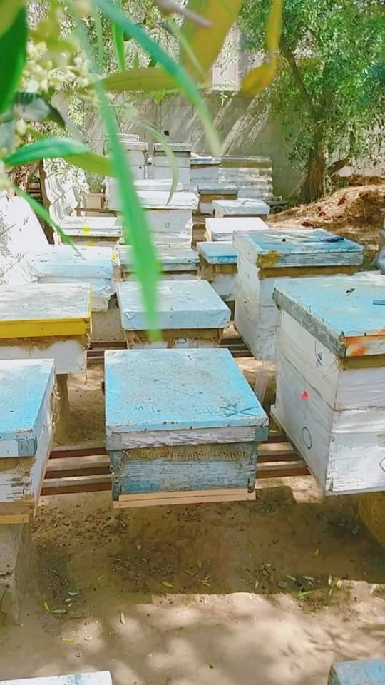 اجود انواع العسل الطبيعي  ربيعي صيفي ادارة مصطفي قديح   0595234110 24197810