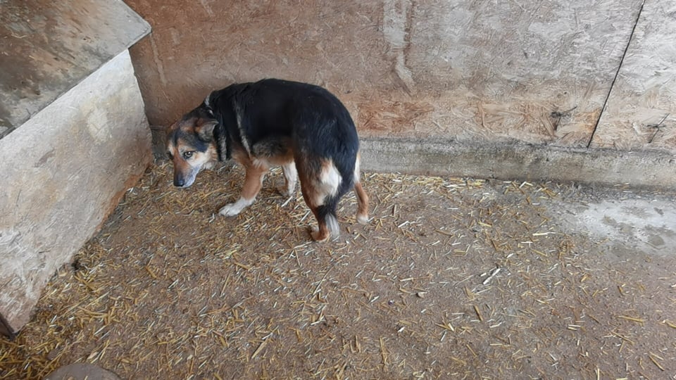 ARES - Mâle croisé de taille moyenne - Né en 2014 environ - (FOURRIERE) - En pension chez ALINA  - Adopté par Dominique C (dept 28) 27370210