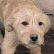 bailey?tid=8464c1db61d0111530491673eca6e1e0 - BAILEY– Chiot mâle croisé taille moyenne à l’âge adulte - né en août 2023 environ - Refuge de GABRIELA  Bailey10