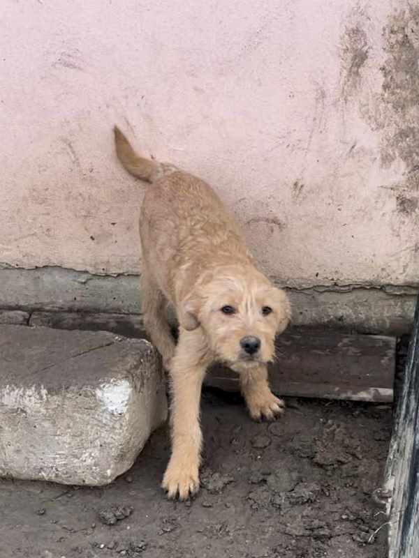 BAILEY– Chiot mâle croisé taille moyenne à l’âge adulte - né en août 2023 environ - Refuge de GABRIELA  Bailey12