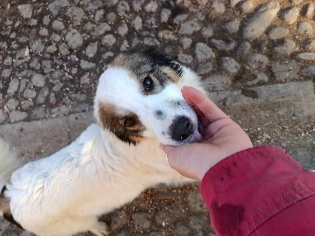 BELLATRIX - Chiot femelle croisée de taille moyenne à l'âge adulte - Née en Mai 2023 environ - Refuge de VALENTINA Bellat18