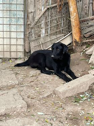 BISCOTTI - BISCOTTI – Chien mâle croisé de grande taille - Né en septembre 2021 environ – Refuge de GABRIELA Biscot12