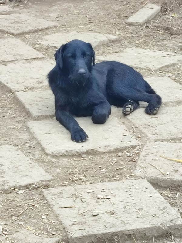 BISCOTTI – Chien mâle croisé de grande taille - Né en septembre 2021 environ – Refuge de GABRIELA Biscot14