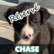 NOS CHIOTS EN UN CLIC Chase10