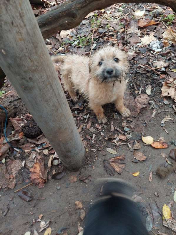 CHLOE – Chiot femelle croisée de taille petite à moyenne à l’âge adulte - Née en août 2022 environ – Refuge de CRISTINA - Adoptée via une autre asso Chlozo32