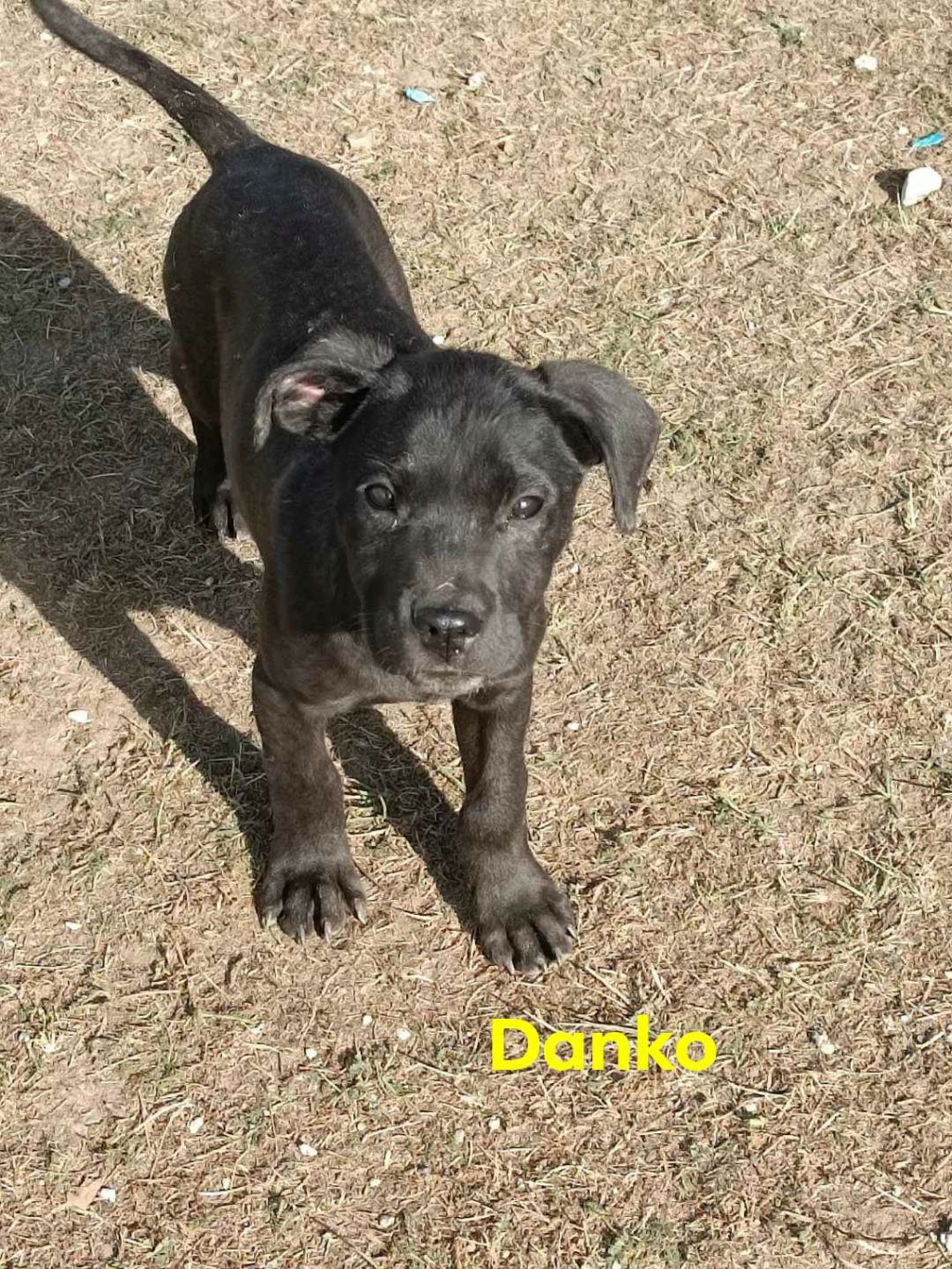 DANKO – Chiot mâle croisé de grande taille - né en juin 2023 environ - Refuge de GABRIELA Danko10
