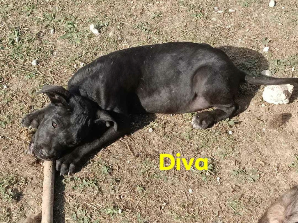 DIVA – Chiot femelle croisée- grande taille - née en juin 2023 environ - Refuge de GABRIELA  Diva10