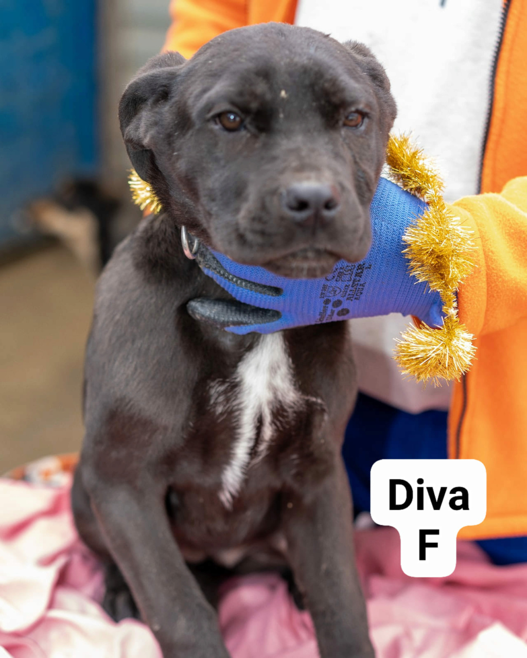 DIVA?tid=8317fe417a4ca3ce3c705f2f1ee664c8 - DIVA – Chiot femelle croisée- grande taille - née en juin 2023 environ - Refuge de GABRIELA  Diva11