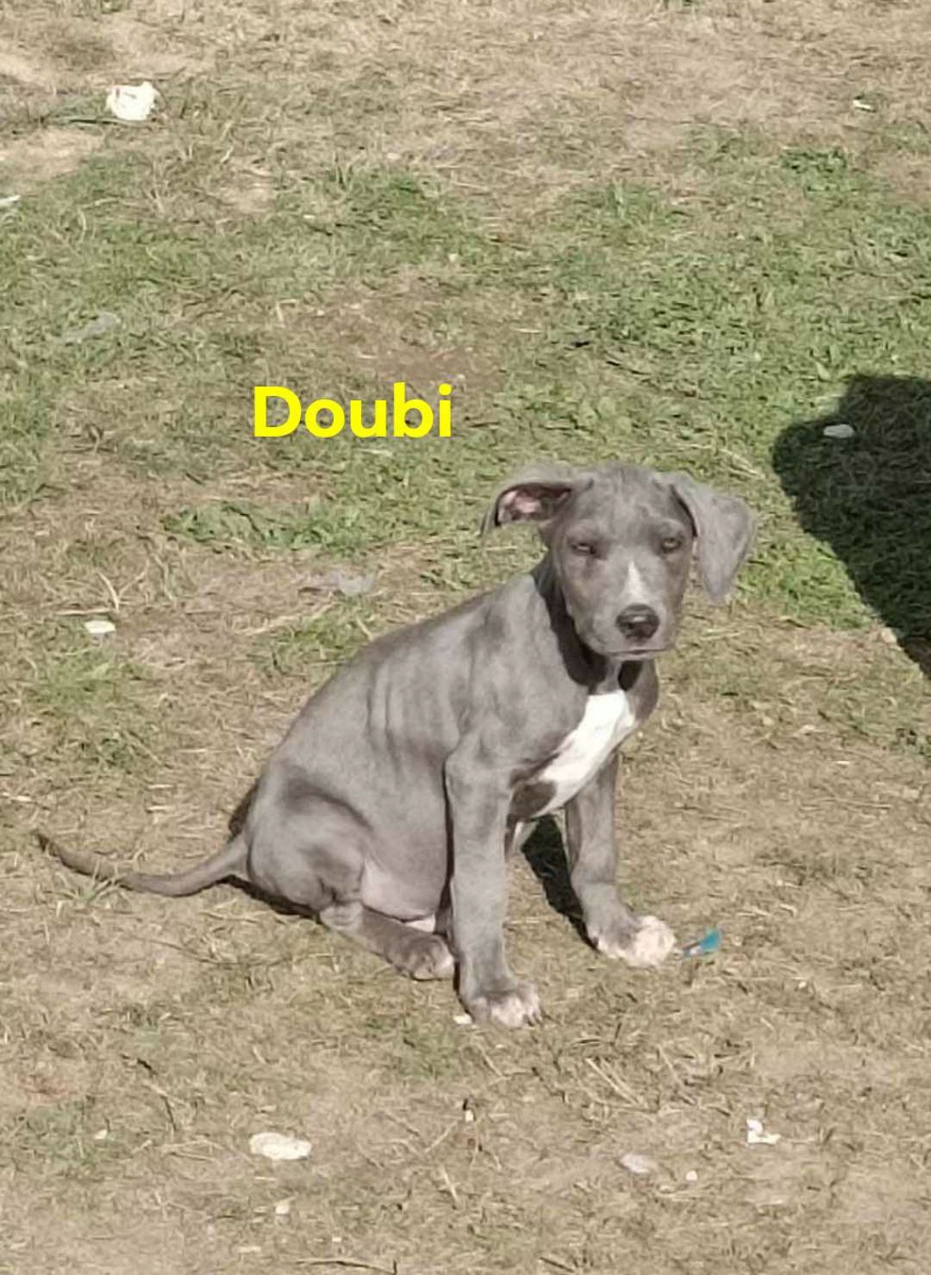 DOUBI– Chiot mâle croisé - taille moyenne à grande à l'âge adulte - né en juin 2023 environ - Refuge de GABRIELA. Adopté via autre asso  Doubi10