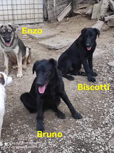 enzo?tid=de97252f07ef3c5cd4523370cbf4b482 - ENZO – Chien mâle croisé de grande taille - Né en septembre 2021 environ – Refuge de GABRIELA Enzobr10