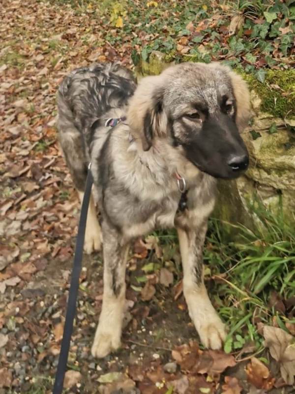 GLORIA (rénomée TAGADA) – Chiot femelle croisée de taille moyenne à grande à l’âge adulte - Née en juin 2022 environ – Refuge de GABRIELA - En famille d'accueil chez Marc (dept 77) - Adoptée par Angeline B (dept 45) Gloria33