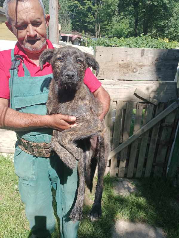 GOOFY – Chiot mâle croisé de taille moyenne à l'âge adulte - Né en janvier 2023 environ – Refuge de GABRIELA Goofie12