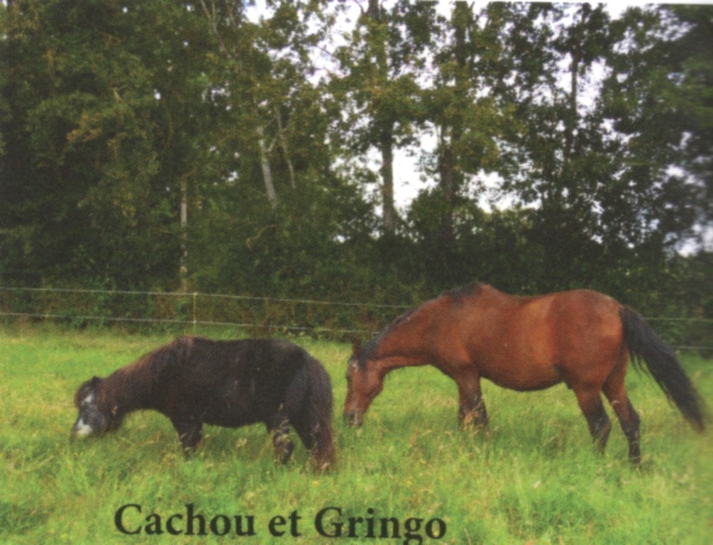 GRINGO – ONC Selle né en 1995 - Pris en charge par Pech Petit en octobre 2017 Gringo12