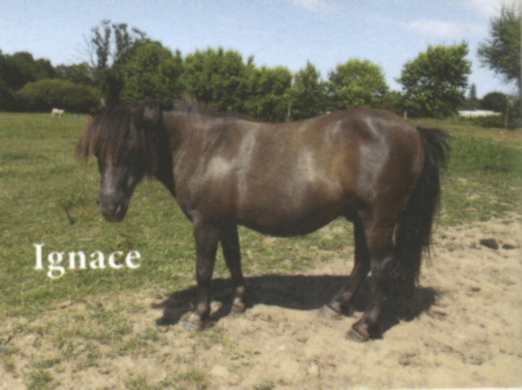 IGNACE - OI Poney typé Shetland né en 1996 - accueilli chez Pech-Petit en septembre 2017 Ignace10