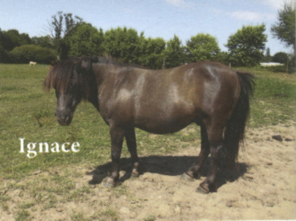 IGNACE - OI Poney typé Shetland né en 1996 - accueilli chez Pech-Petit en septembre 2017   Ignace10