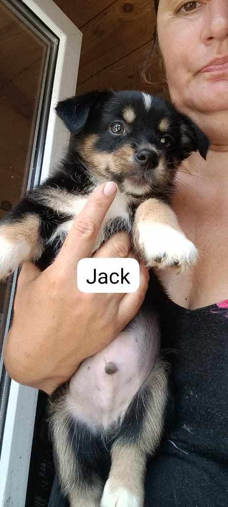 JACK – Chiot mâle croisé - petite taille - né en mai 2023 environ - Refuge de GABRIELA - en FA chez Pierrette dans le 57 Jack10