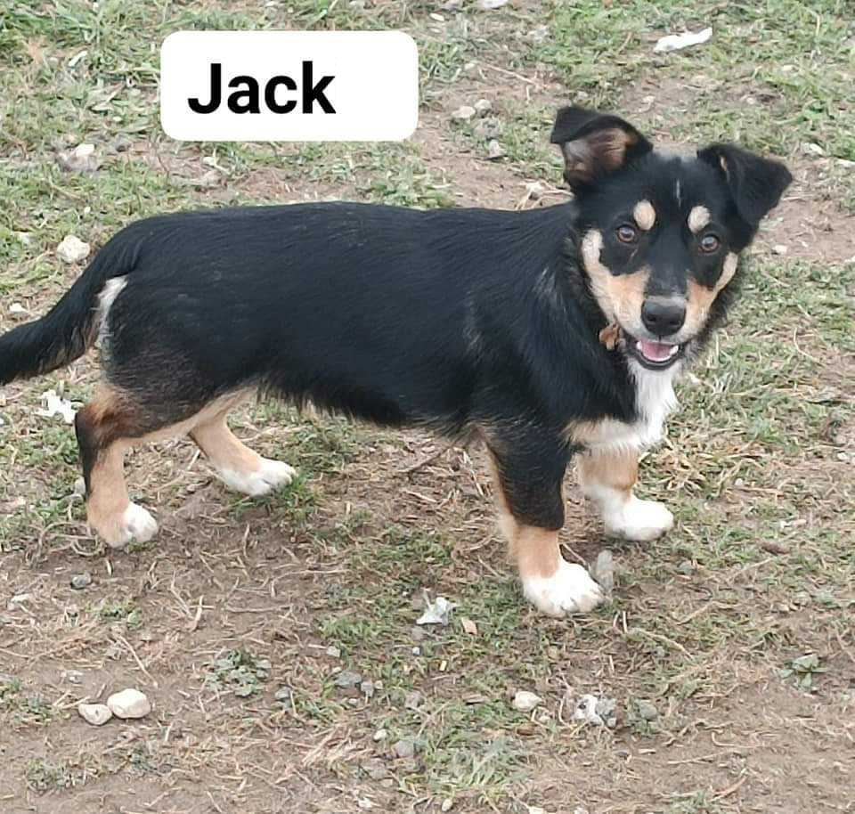 JACK – Chiot mâle croisé - petite taille - né en mai 2023 environ - Refuge de GABRIELA - en FA chez Pierrette dans le 57 Jack12