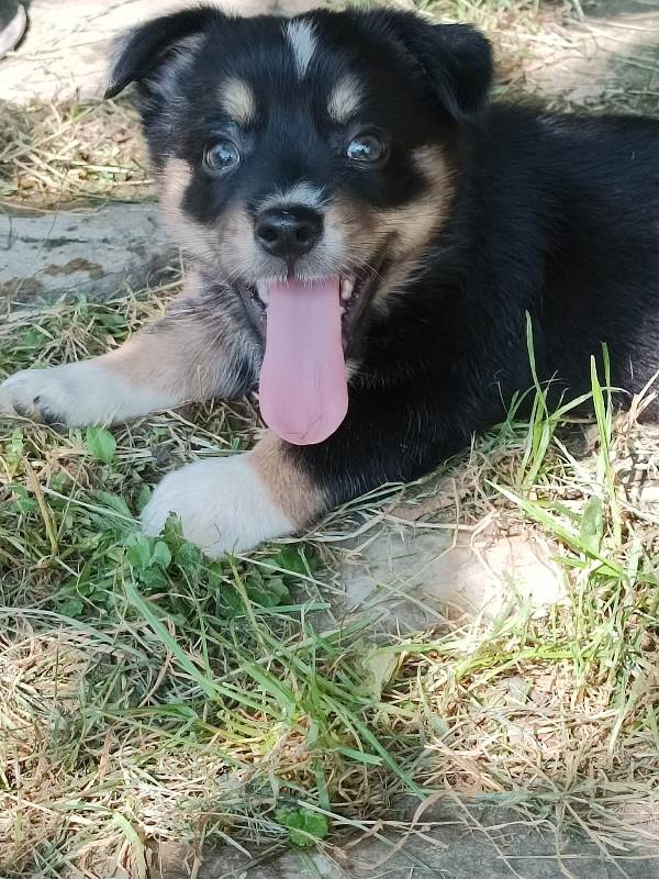 JACK – Chiot mâle croisé - petite taille - né en mai 2023 environ - Refuge de GABRIELA - en FA chez Pierrette dans le 57 Jack210