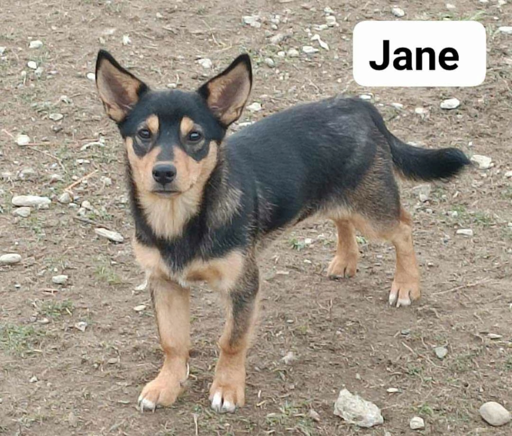 JANE – Chiot femelle croisée  - petite taille - née en mai-juin 2023 environ - Refuge de GABRIELA  Jane12
