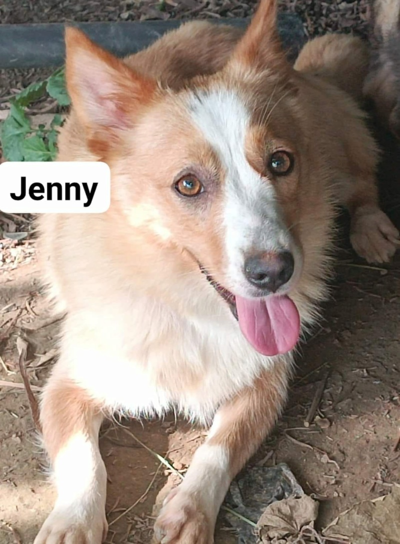 JENNY – Femelle croisée de taille moyenne - née en 2020 environ - Refuge de Gabriela - Prise en charge par une autre association (en FA en Allemagne) Jenny11