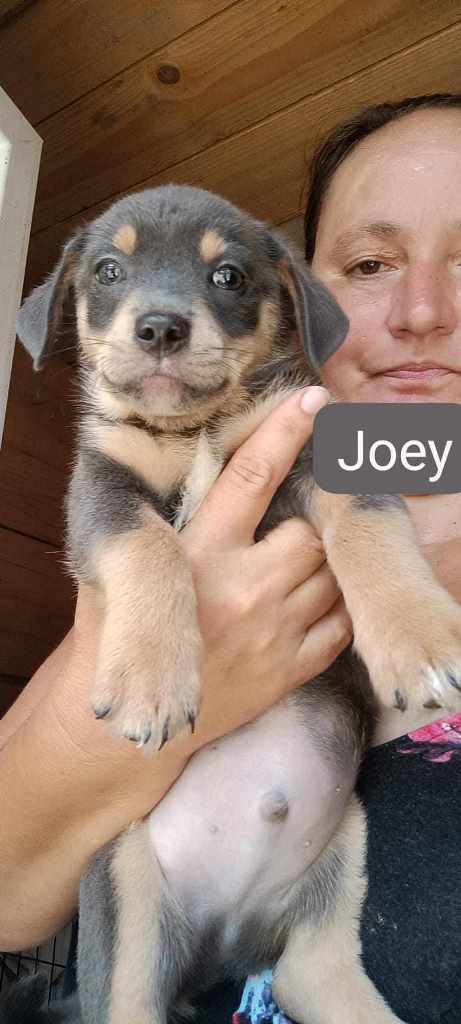 JOEY – Chiot mâle croisé taille adulte non évaluée - né en mai-juin 2023 environ - Refuge de GABRIELA  - pris en charge par une autre asso (en FA en Allemagne) Joey10
