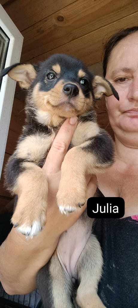 JULIA – Chiot femelle croisée  - petite taille - née en mai-juin 2023 environ - Refuge de GABRIELA  - adoptée via une autre association Julia10