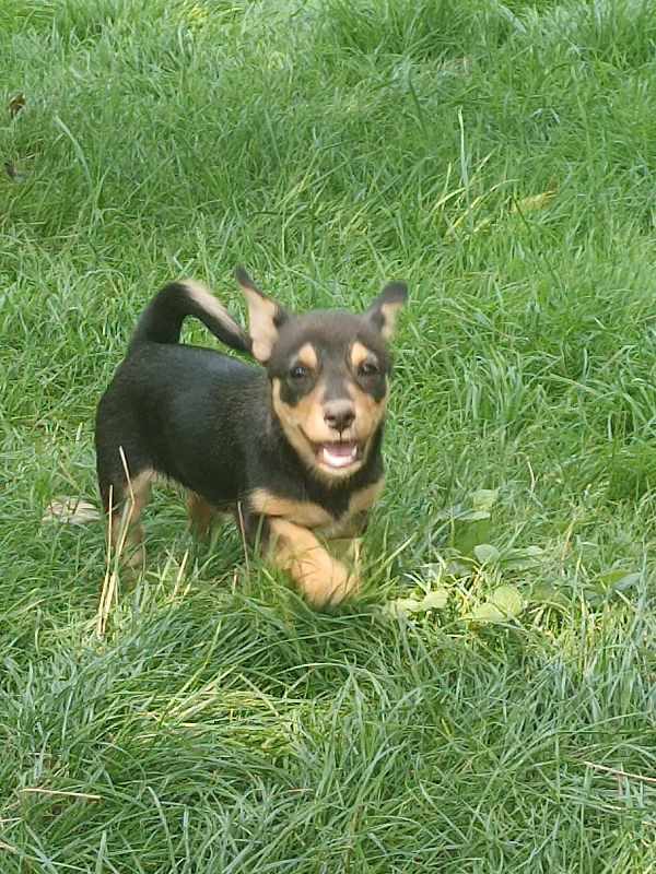 JULIA – Chiot femelle croisée  - petite taille - née en mai-juin 2023 environ - Refuge de GABRIELA  - adoptée via une autre association Julia210