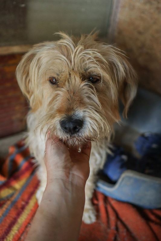 KATIA – Femelle croisée de taille moyenne - Née en 2019 environ – Refuge de GABRIELA - Adoptée via une autre association Katia_18