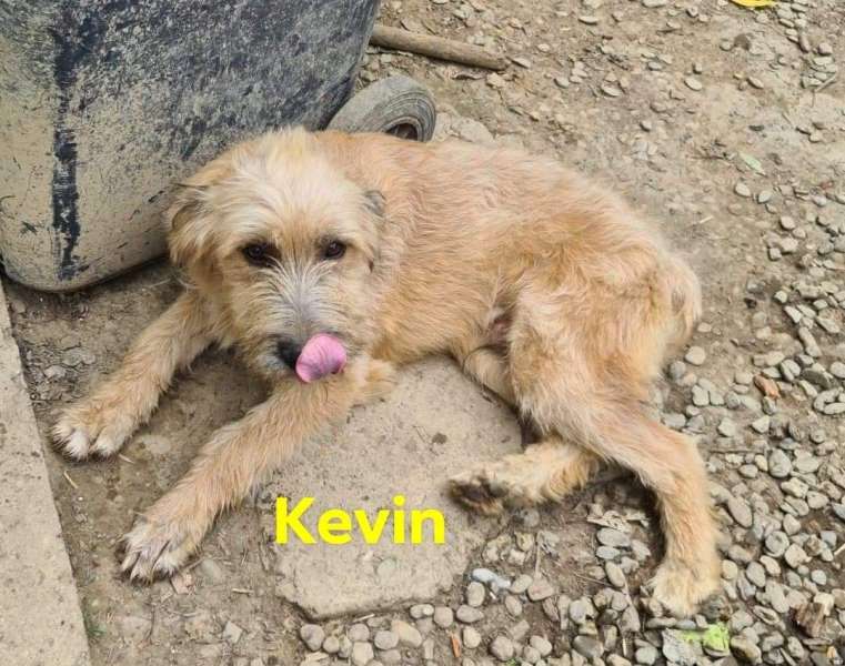 KEVIN – Chiot mâle croisé de taille moyenne à l’âge adulte – Né en février 2022 environ – Refuge de GABRIELA - adopté via une autre asso Kevina10