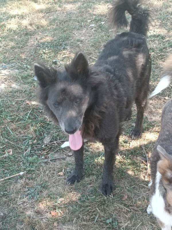 LASSIE – Femelle croisée de petite taille (8kg) – née en 2014 environ – Refuge de Gabriela - Adoptée via une autre asso Lassie19