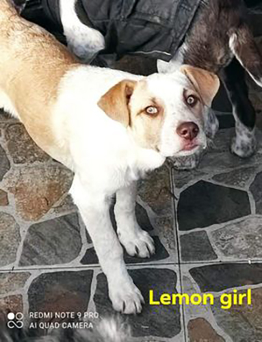 LEMON – Femelle croisée de taille moyenne - Née en novembre 2021 environ – Refuge de GABRIELA Lemon-11