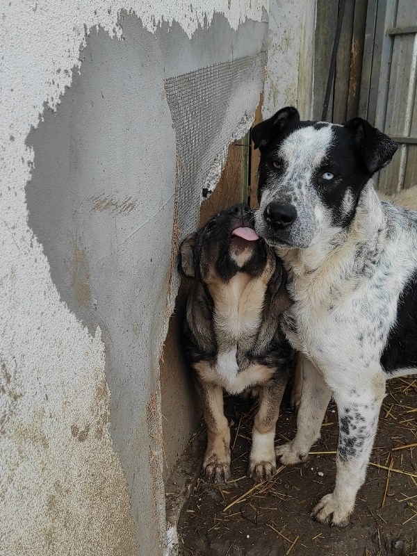 LOLA – Chiot femelle croisée de grande taille - Née en juin 2022 environ – Refuge de GABRIELA - Adoptée en Allemagne Lolaki10